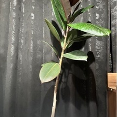 観葉植物　ゴムの木