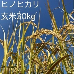 令和5年産　自然栽培米ヒノヒカリ玄米30kg