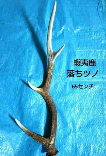 蝦夷鹿 鹿ツノ 角 （約65センチ）