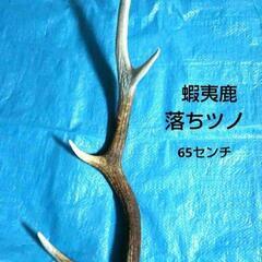 鹿の角 50cm 3又 岐阜県採取