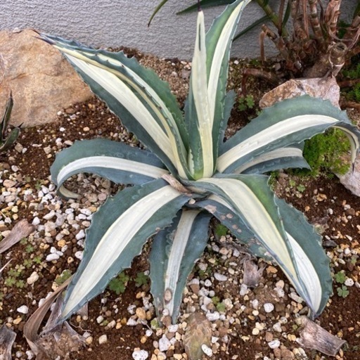 特価アガベ　華厳　大株