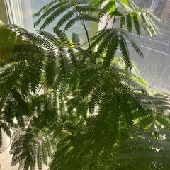 【決まりました】観葉植物　大型　エバーフレッシュ 160cm 鉢付き