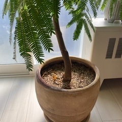 【決まりました】観葉植物　大型　エバーフレッシュ 160cm 鉢付き