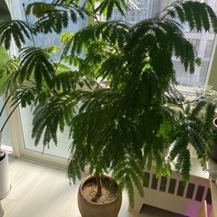 【決まりました】観葉植物　大型　エバーフレッシュ 160cm 鉢付き