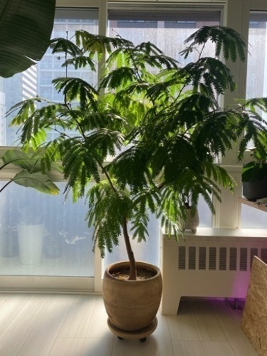 【決まりました】観葉植物　大型　エバーフレッシュ 160cm 鉢付き