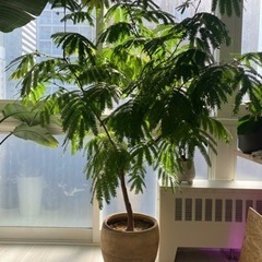 エバーフレッシュ 160cm 観葉植物　鉢付き