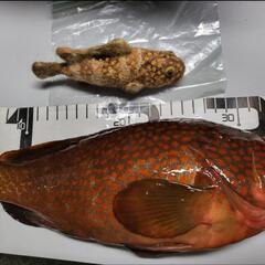 (お話中)ダイワ HRF Air 83MB ベイトリール 釣り 