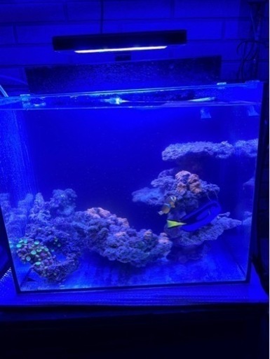 海水魚