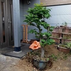 決まりました【無料】千葉市花見川区　植木あげます