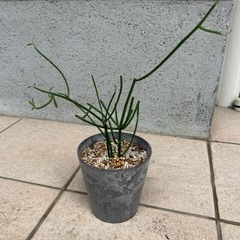 観葉植物 ミルクブッシュ 
