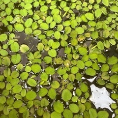 サンショウモ　アオウキクサ　差し上げます。(条件あり)