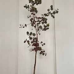 大型 ユーカリポポラス 庭木 ガーデニング 鉢植え オージープラ...