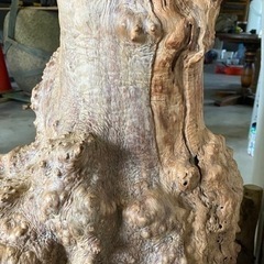 超レアオブジェ】銘木 桑の木 出土50年