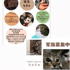 超絶甘えん坊猫🐾５／4薩摩川内市譲渡会参加の画像