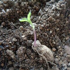 ●5月中で終了　観葉植物ミニダリア(プチダリア)②　発芽あり　成長