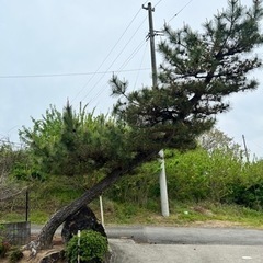 松の木の剪定 − 福島県