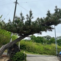 松の木の剪定 - 福島市