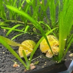 【熱帯魚】ゴールデンアップルスネイル