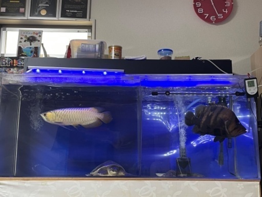 淡水魚