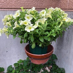 サフィニア　花