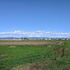 旭川市内  5月18日~24日の7日間 苗運搬 苗剥がし 田植え