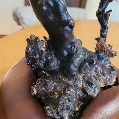 美品 未使用 貴重 海松 黒珊瑚 原木 周囲約10センチ