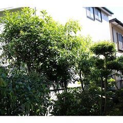 戸建ての庭の除草と剪定　5月3～6日が希望