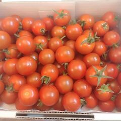 決まりました(*^^*)感謝　３０００円相当分　ミニトマト🍅1k...