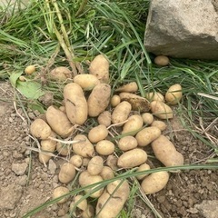 一緒に畑やりませんか？🌱