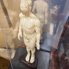 人体模型 ツボ模型