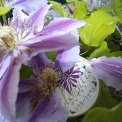 クレマチスとゴーヤ苗と花