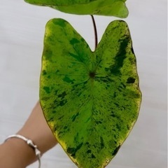 コロカシアモヒート植物
