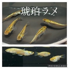 【nego_mdk】琥珀ラメ背鰭無メダカ　計17匹