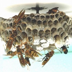 福岡市は出張料金無料です🐝蜂の巣駆除🐝スズメバチ🐝アシナガバチ🐝 - 地元のお店