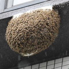福岡市は出張料金無料です🐝蜂の巣駆除🐝スズメバチ🐝アシナガバチ🐝 − 福岡県