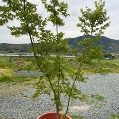 モミジ　シンボルツリー　庭木　鉢植え　
