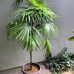 🌴棕櫚竹(シュロチク)観葉植物6　  2本立ち