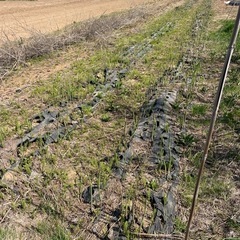 アスパラ2年物の苗 売ります。