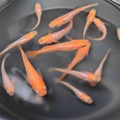 プラチナ牡丹の幼魚～若魚