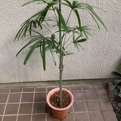 🌴棕櫚竹(シュロチク)観葉植物7　　1本立ち

