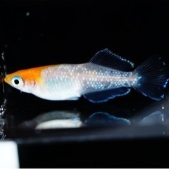 夢中めだか様直接ブリード【ハイビスカス】1ペア　めだか、メダカ