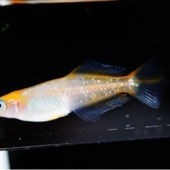 夢中めだか様直接ブリード【ハイビスカス】1ペア　めだか、メダカ