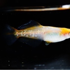 夢中めだか様直接ブリード【ハイビスカス】1ペア　めだか、メダカ