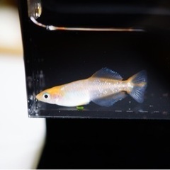 夢中めだか様直接ブリード【ハイビスカス】1ペア　めだか、メダカ