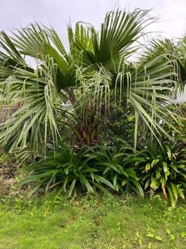 ビロウヤシ クバヤシ＊