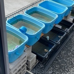 （お取引中）青タライ62L　10ヶ
