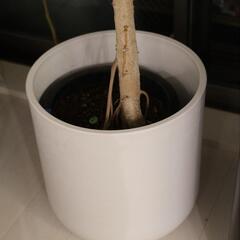 フィカス　アルテシマ　ゴムの木　曲がりあり　プラントカバーセット