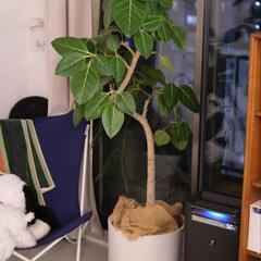 フィカス　アルテシマ　ゴムの木　曲がりあり　プラントカバーセット