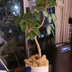 フィカス　アルテシマ　ゴムの木　曲がりあり　プラントカバーセット