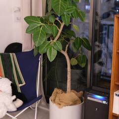 フィカス　アルテシマ　ゴムの木　曲がりあり　プラントカバーセット